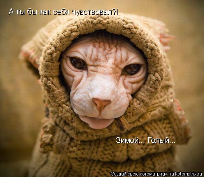 А ты бы как себя чувствовал?! Зимой... Голый...... Котоматрица: А ты бы как себя чувствовал?! Зимой... Голый...