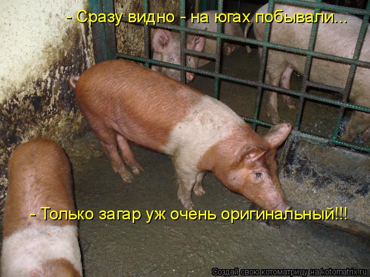 - Сразу видно - на югах побывали... - Только загар уж очень оригинальный!!!... Котоматрица: - Сразу видно - на югах побывали... - Только загар уж очень оригинальный!!!