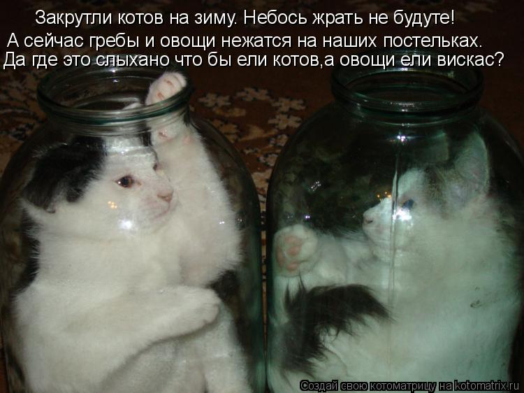 Закрутли котов на зиму. Небось жрать не будуте! А сейчас гребы и овощи нежатся на наших постельках. Д... Котоматрица: Закрутли котов на зиму. Небось жрать не будуте! А сейчас гребы и овощи нежатся на наших постельках. Да где это слыхано что бы ели котов,а овощ
