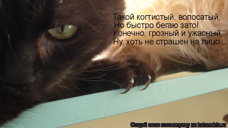 Такой когтистый, волосатый, Но быстро бегаю зато! Конечно, грозный и ужасный, Ну, хоть не страшен ... Котоматрица: Такой когтистый, волосатый, Но быстро бегаю зато! Конечно, грозный и ужасный, Ну, хоть не страшен на лицо... Такой когтистый, волосатый, Но б