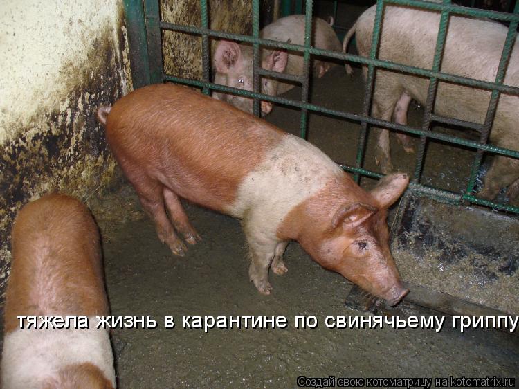 тяжела жизнь в карантине по свинячьему гриппу!... Котоматрица: тяжела жизнь в карантине по свинячьему гриппу!