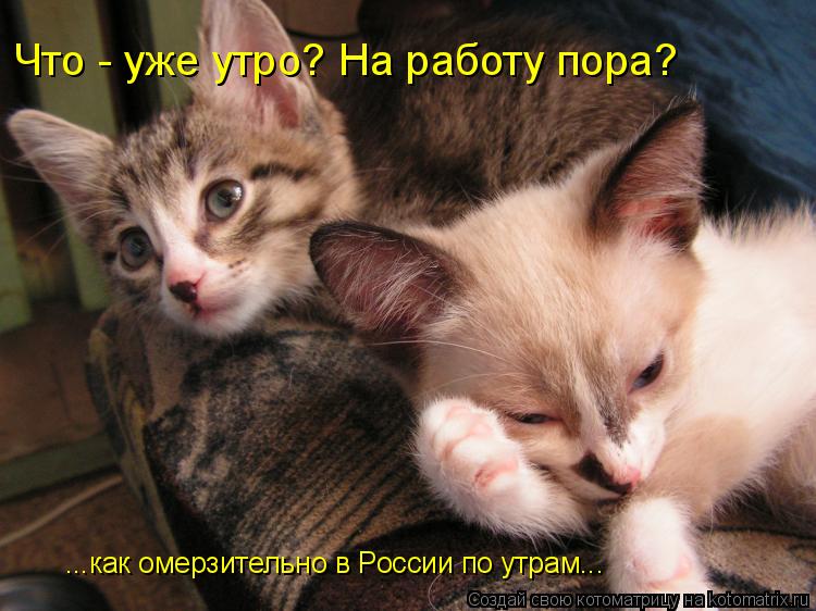 Что - уже утро? На работу пора? ...как омерзительно в России по утрам...... Котоматрица: Что - уже утро? На работу пора? ...как омерзительно в России по утрам...