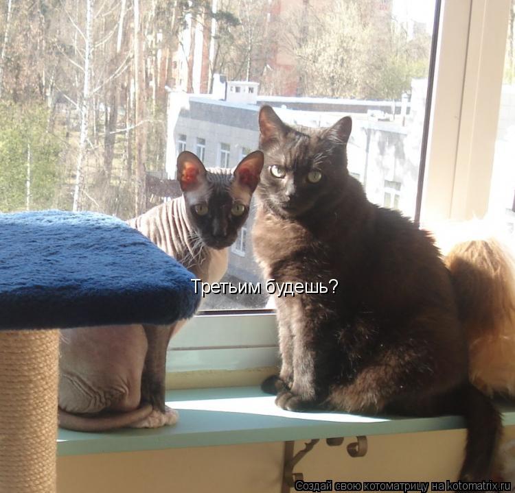 Третьим будешь?... Котоматрица: Третьим будешь?