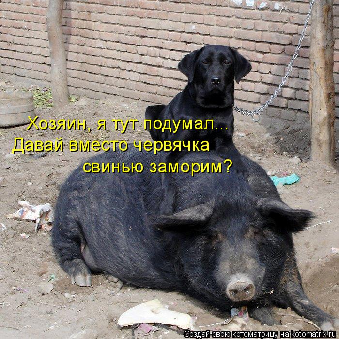 Хозяин, я тут подумал... Давай вместо червячка свинью заморим?... Котоматрица: Хозяин, я тут подумал... Давай вместо червячка свинью заморим?
