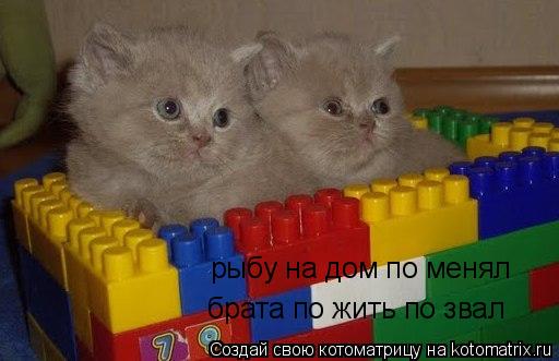 рыбу на дом по менял брата по жить по звал... Котоматрица: рыбу на дом по менял брата по жить по звал