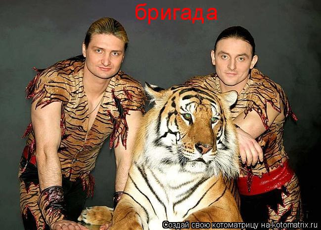 бригада... Котоматрица: бригада