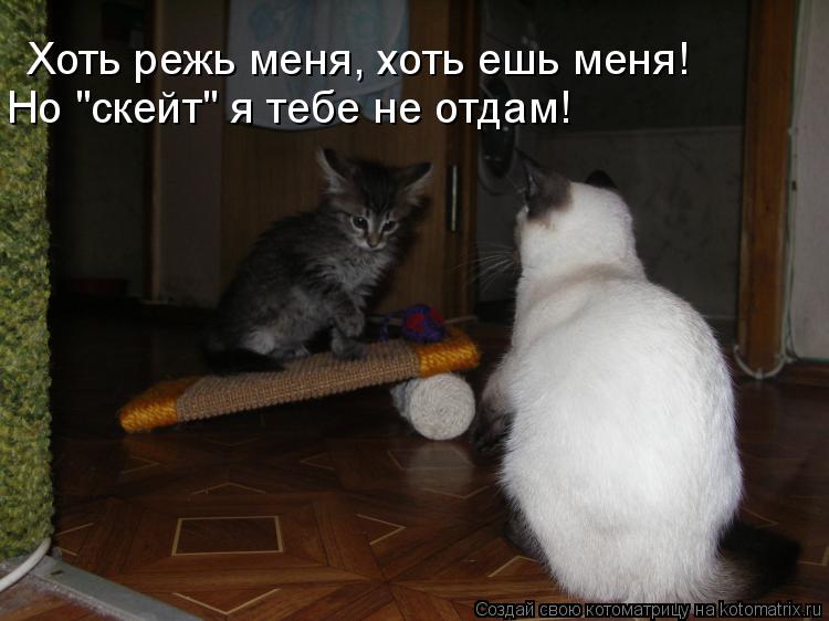 Хоть режь меня, хоть ешь меня! Но "скейт" я тебе не отдам!... Котоматрица: Хоть режь меня, хоть ешь меня! Но "скейт" я тебе не отдам!