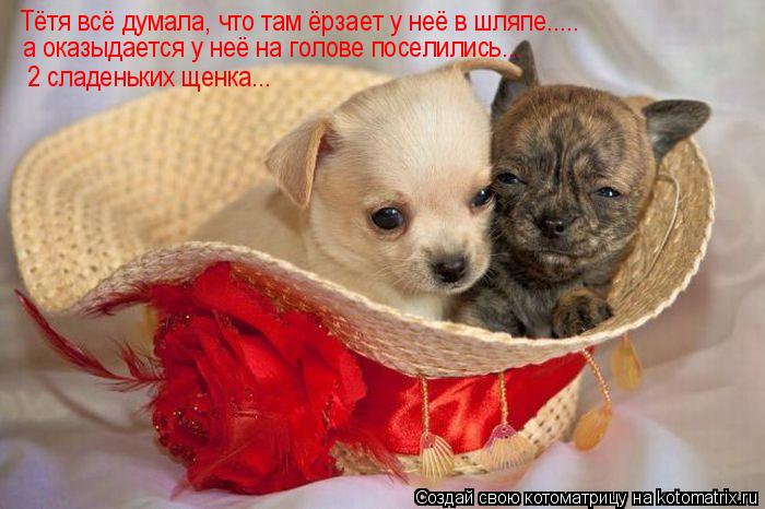 Тётя всё думала, что там ёрзает у неё в шляпе..... а оказыдается у неё на голове поселились... 2 сла... Котоматрица: Тётя всё думала, что там ёрзает у неё в шляпе..... а оказыдается у неё на голове поселились... 2 сладеньких щенка...