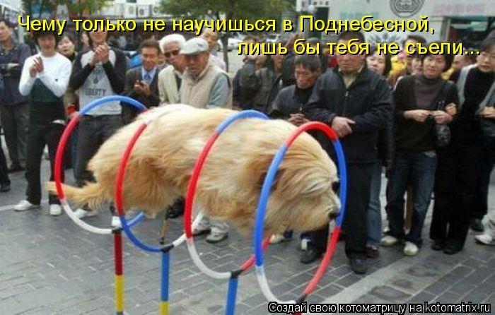 Чему только не научишься в Поднебесной, лишь бы тебя не съели...... Котоматрица: Чему только не научишься в Поднебесной, лишь бы тебя не съели...