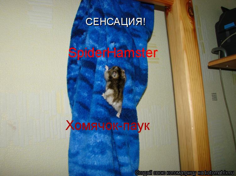 СЕНСАЦИЯ! SpiderHamster Хомячок-паук... Котоматрица: СЕНСАЦИЯ! SpiderHamster Хомячок-паук