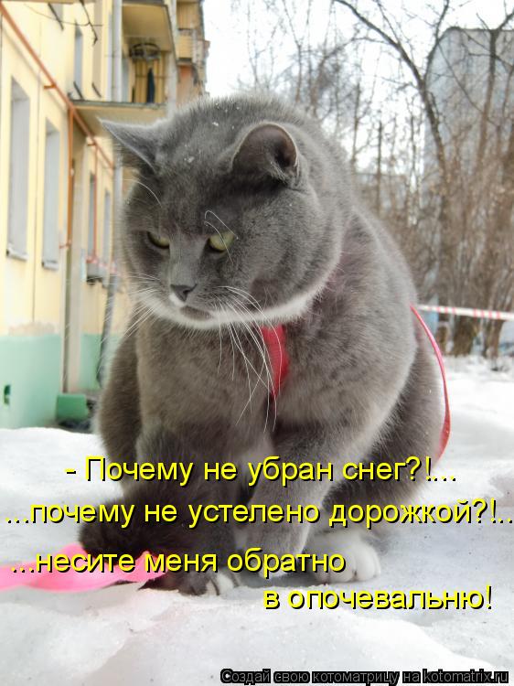 ...почему не устелено дорожкой?!... ...несите меня обратно в опочевальню! - Почему не убран снег?!..... Котоматрица: ...почему не устелено дорожкой?!... ...несите меня обратно в опочевальню! - Почему не убран снег?!...