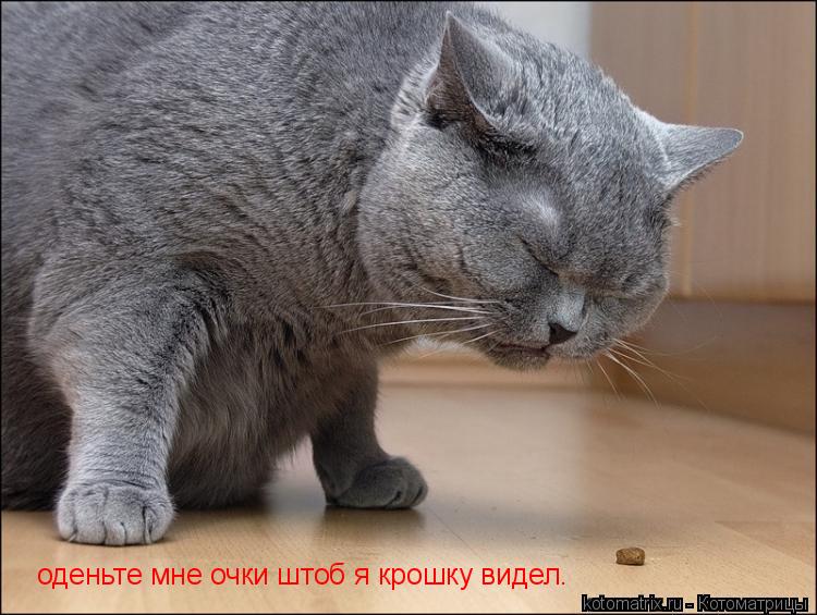 оденьте мне очки штоб я крошку видел.... Котоматрица: оденьте мне очки штоб я крошку видел.
