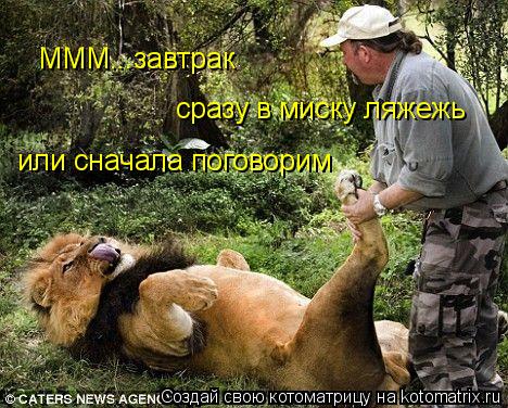 МММ...завтрак сразу в миску ляжежь или сначала поговорим... Котоматрица: МММ...завтрак сразу в миску ляжежь или сначала поговорим
