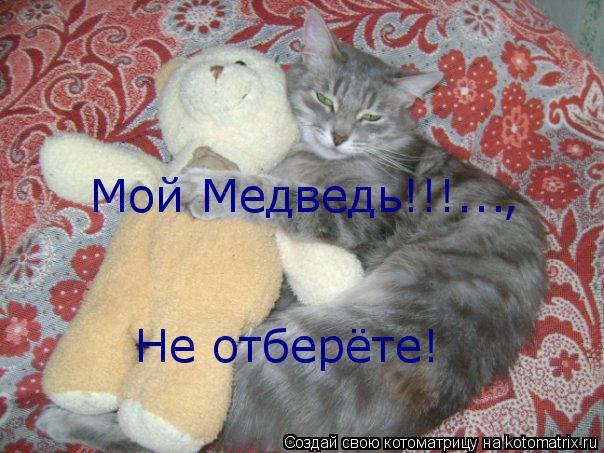 Мой Медведь!!!..., Не отберёте!... Котоматрица: Мой Медведь!!!..., Не отберёте!