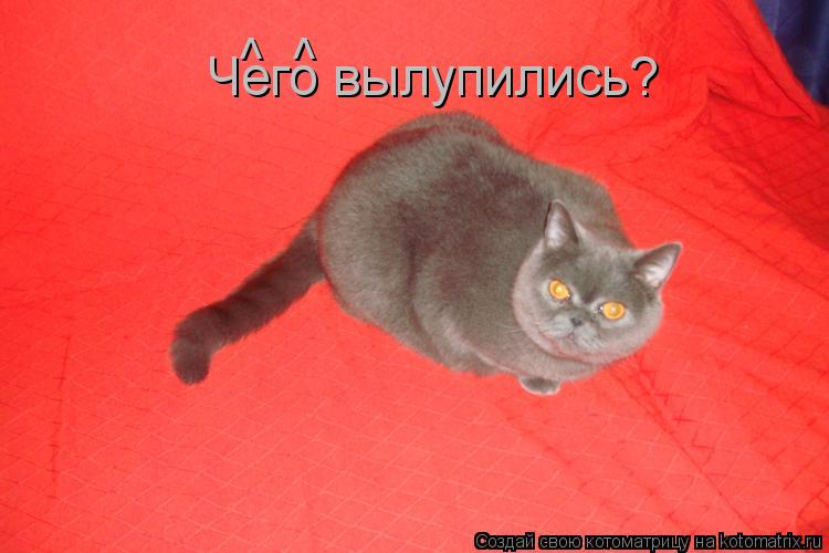 Чего вылупились? ^ ^... Котоматрица: Чего вылупились? ^ ^
