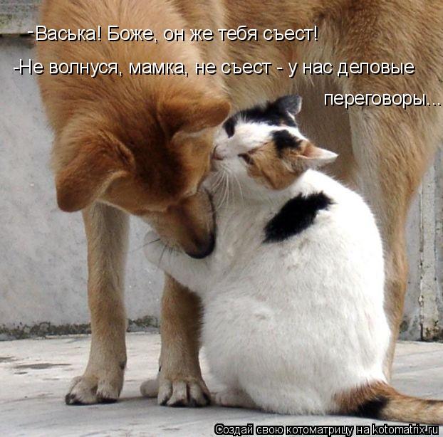 Васька! Боже, он же тебя съест! -Не волнуся, мамка, не съест - у нас деловые переговоры... -... Котоматрица: Васька! Боже, он же тебя съест! -Не волнуся, мамка, не съест - у нас деловые переговоры... -