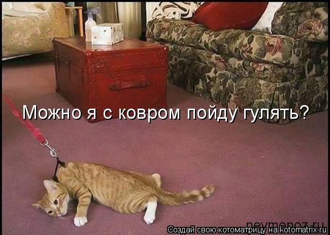 Можно я с ковром пойду гулять?... Котоматрица: Можно я с ковром пойду гулять?