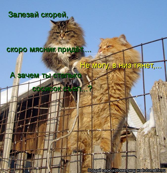 Залезай скорей, скоро мясник придёт.... Не могу, в низ тянет,... А зачем ты столько сосисок съел...?... Котоматрица: Залезай скорей, скоро мясник придёт.... Не могу, в низ тянет,... А зачем ты столько сосисок съел...?