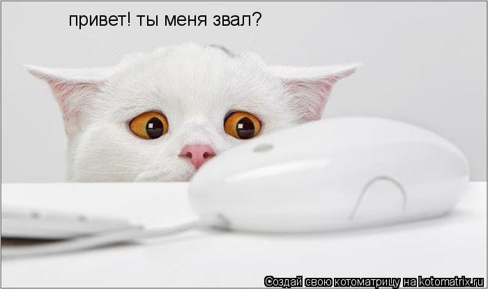 привет! ты меня звал?... Котоматрица: привет! ты меня звал?