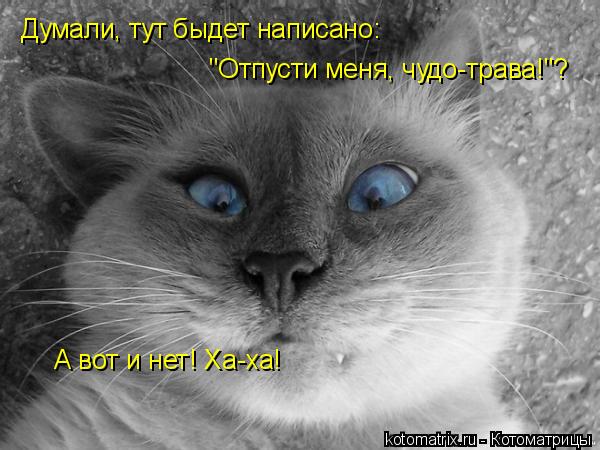 Думали, тут быдет написано: "Отпусти меня, чудо-трава!"? А вот и нет! Ха-ха!... Котоматрица: Думали, тут быдет написано: "Отпусти меня, чудо-трава!"? А вот и нет! Ха-ха!