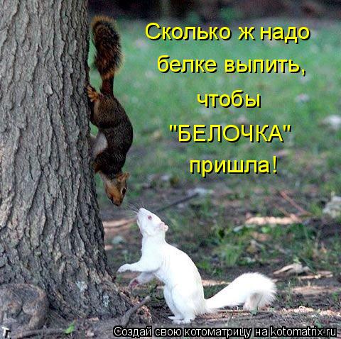 Сколько ж надо белке выпить, чтобы "БЕЛОЧКА" пришла!... Котоматрица: Сколько ж надо белке выпить, чтобы "БЕЛОЧКА" пришла!