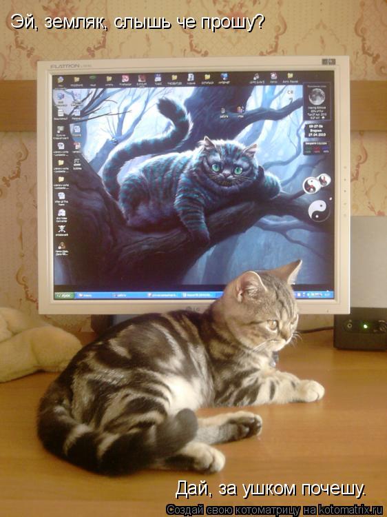 Эй, земляк, слышь че прошу? Дай, за ушком почешу.... Котоматрица: Эй, земляк, слышь че прошу? Дай, за ушком почешу.