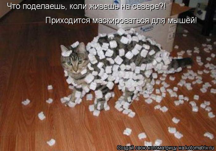 Что поделаешь, коли живешь на севере?! Приходится маскироваться для мышей!... Котоматрица: Что поделаешь, коли живешь на севере?! Приходится маскироваться для мышей!
