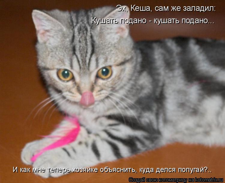 Эх, Кеша, сам же заладил: Кушать подано - кушать подано... И как мне теперь хозяйке объяснить, куда ... Котоматрица: Эх, Кеша, сам же заладил: Кушать подано - кушать подано... И как мне теперь хозяйке объяснить, куда делся попугай?..