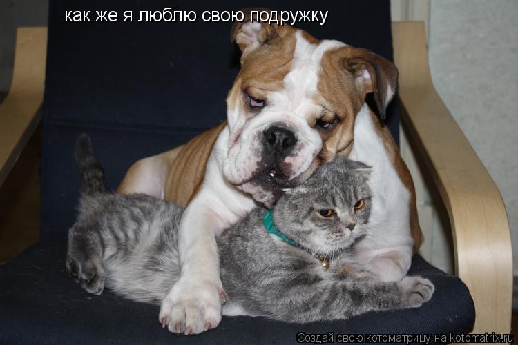 как же я люблю свою подружку... Котоматрица: как же я люблю свою подружку