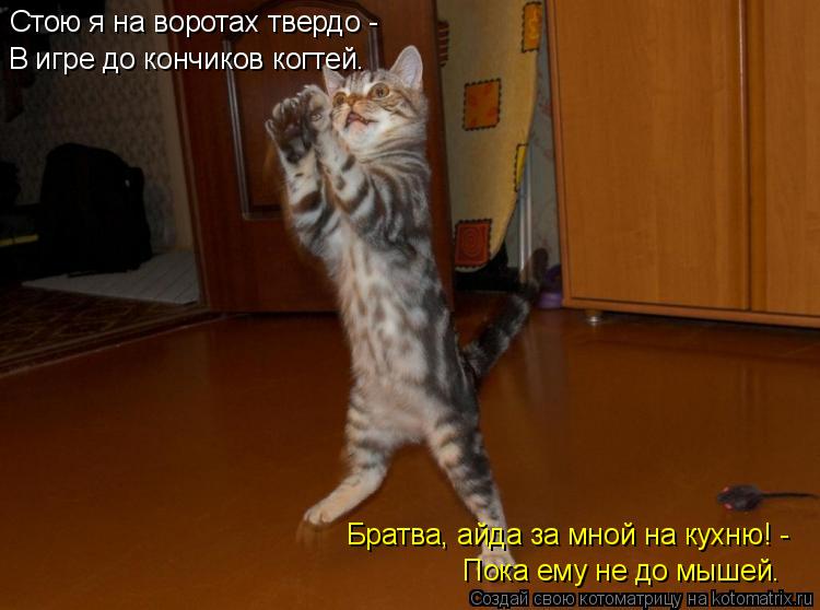 Стою я на воротах твердо - В игре до кончиков когтей. Братва, айда за мной на кухню! - Пока ему не до... Котоматрица: Стою я на воротах твердо - В игре до кончиков когтей. Братва, айда за мной на кухню! - Пока ему не до мышей.