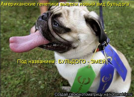 Американские генетики вывели новый вид бульдога Под названием: БУЛЬДОГО - ЗМЕЙ... Котоматрица: Американские генетики вывели новый вид бульдога Под названием: БУЛЬДОГО - ЗМЕЙ