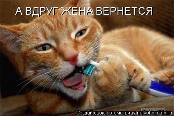 А ВДРУГ ЖЕНА ВЕРНЕТСЯ... Котоматрица: А ВДРУГ ЖЕНА ВЕРНЕТСЯ