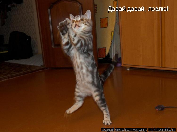 Давай давай, ловлю!... Котоматрица: Давай давай, ловлю!