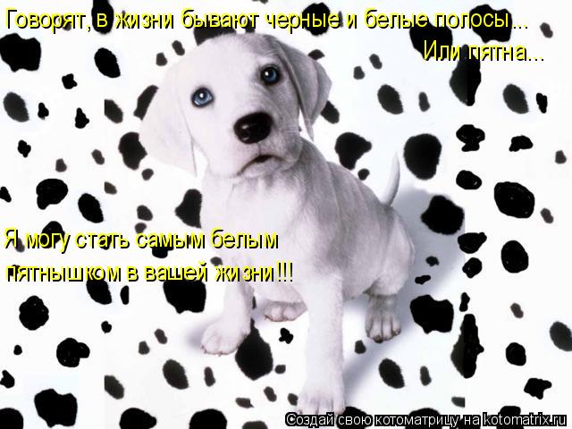 Котоматрица: Говорят, в жизни бывают черные и белые полосы... Или пятна... Я могу стать самым белым  пятнышком в вашей жизни!!!