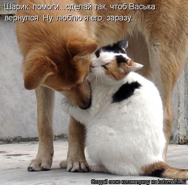 Шарик, помоги...сделай так, чтоб Васька вернулся. Ну, люблю я его, заразу...... Котоматрица: Шарик, помоги...сделай так, чтоб Васька вернулся. Ну, люблю я его, заразу...