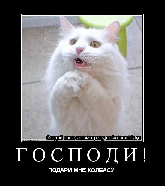 ГОСПОДИ! ПОДАРИ МНЕ КОЛБАСУ!... Котоматрица: ГОСПОДИ! ПОДАРИ МНЕ КОЛБАСУ!