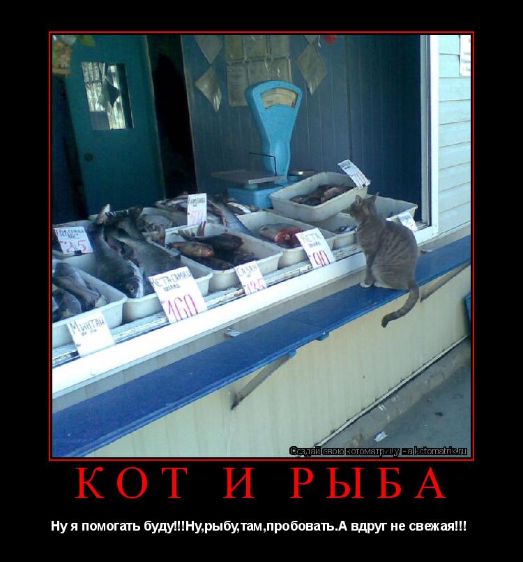 Котоматрица: Кот и рыба Ну я помогать буду!!!Ну,рыбу,там,пробовать.А вдруг не свежая!!! 