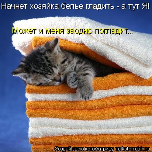 Начнет хозяйка белье гладить - а тут Я! Может и меня заодно погладит...... Котоматрица: Начнет хозяйка белье гладить - а тут Я! Может и меня заодно погладит...
