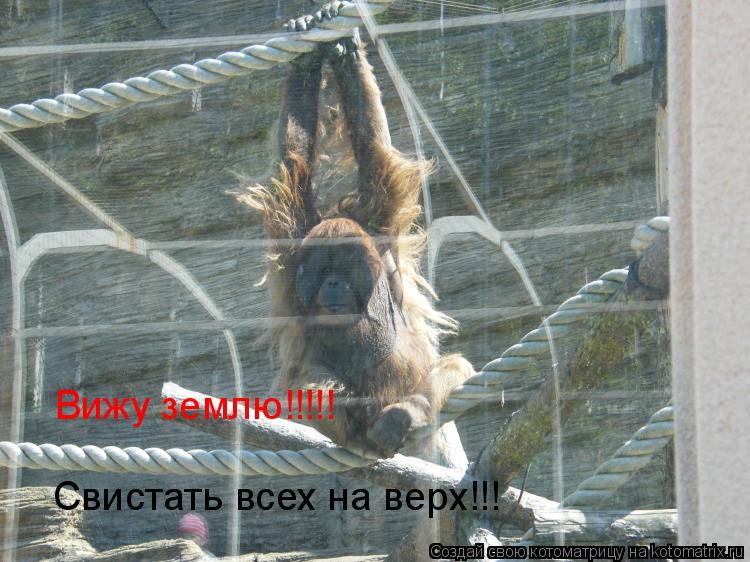 Свистать всех на верх!!! Вижу землю!!!!!... Котоматрица: Свистать всех на верх!!! Вижу землю!!!!!