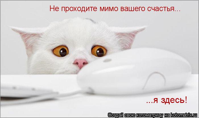 Не проходите мимо вашего счастья... ...я здесь!... Котоматрица: Не проходите мимо вашего счастья... ...я здесь!