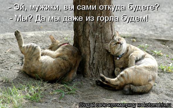 - Эй, мужики, вы сами откуда будете? - Мы? Да мы даже из горла будем!... Котоматрица: - Эй, мужики, вы сами откуда будете? - Мы? Да мы даже из горла будем!