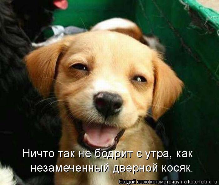 Ничто так не бодрит с утра, как незамеченный дверной косяк.... Котоматрица: Ничто так не бодрит с утра, как незамеченный дверной косяк.
