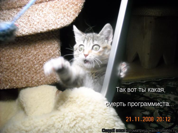 Котоматрица: Так вот ты какая,  смерть программиста...