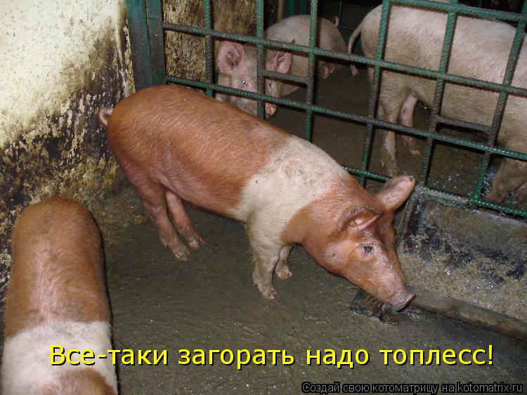 Котоматрица: Все-таки загорать надо топлесс!