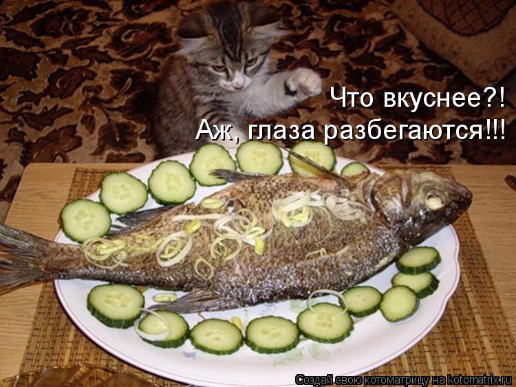 Котоматрица: Что вкуснее?! Аж, глаза разбегаются!!!