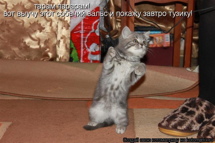 Котоматрица: тарам парарам! вот выучу этот собачий вальс и покажу завтро тузику!