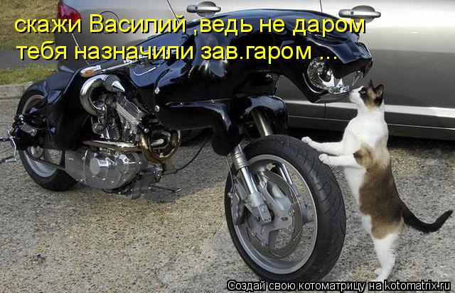 скажи Василий ,ведь не даром тебя назначили зав.гаром ...... Котоматрица: скажи Василий ,ведь не даром тебя назначили зав.гаром ...