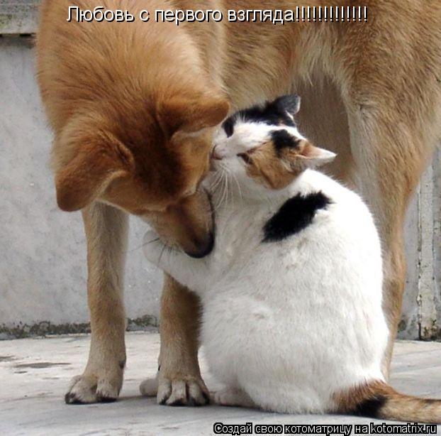 Котоматрица: Любовь с первого взгляда!!!!!!!!!!!!!