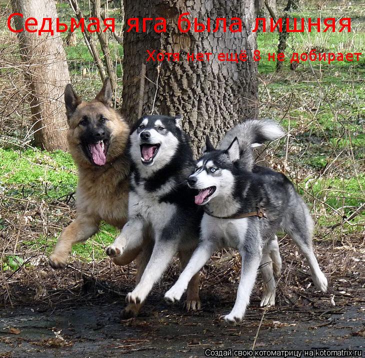Котоматрица: Седьмая яга была лишняя Хотя нет ещё 8 не добирает