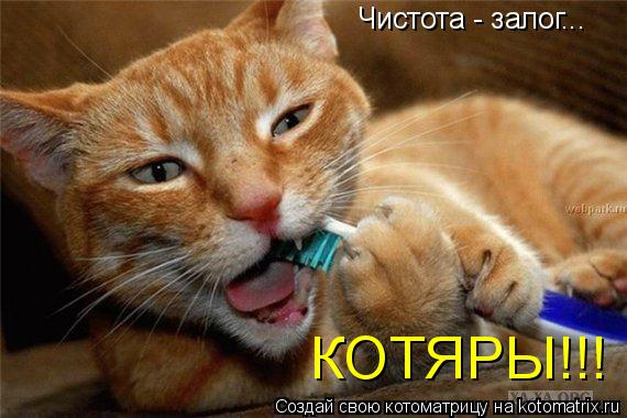 Котоматрица: Чистота - залог... КОТЯРЫ!!!